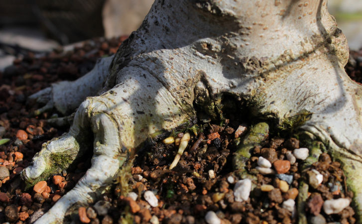 rhizotonic bonsai roots